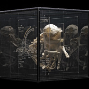 Squelette de foetus de veau